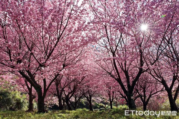 ▲武陵農場櫻花季將登場，客運預售票6日開放。（圖／武陵農場提供）