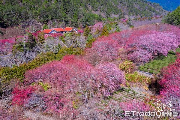 ▲武陵農場櫻花季將登場，客運預售票6日開放。（圖／武陵農場提供）