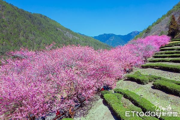 ▲武陵農場櫻花季將登場，客運預售票6日開放。（圖／武陵農場提供）