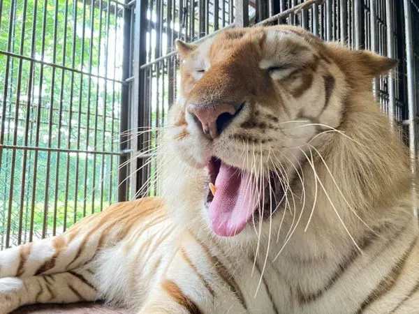 ▲▼「那須野生動物園」攻擊的老虎是年約10歲的孟加拉虎「沃爾特」。（圖／翻攝自Facebook／那須サファリパーク）