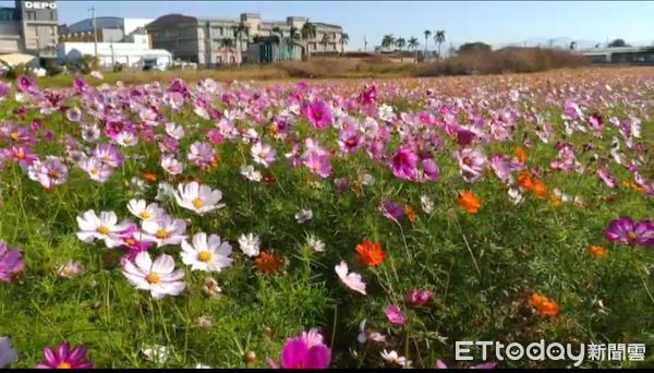 ▲彰化花海繽紛。（圖／記者唐詠絮翻攝）