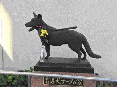 導盲犬薩普。（圖／翻攝自名古屋中部導盲犬協會）