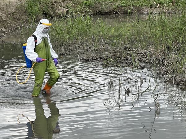 ▲▼關渡公園候鳥糞便檢出H5N1禽流感 籲不要隨意餵食。（圖／台北市動保處）