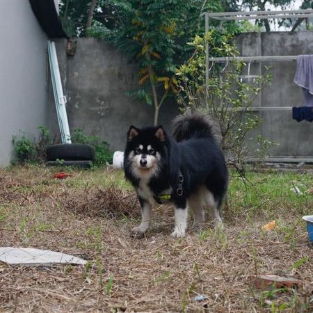 ▲▼雪橇犬迎面衝來...爸張雙臂開心迎接　「3秒繞境」結局笑倒千人。（圖／翻攝自Tống Việt Bách臉書）