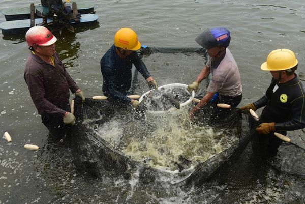 ▲▼2019年5月2日，海南瓊海，長坡鎮歐村村的養殖戶在捕撈石斑魚。（圖／CFP）
