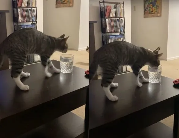 ▲▼貓咪喝水前會做出奇特動作。（圖／翻攝自YouTube／ViralHog）