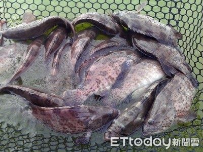 陸禁台灣石斑魚「國內價格恐掀波動」！賣場「不掉價」原因曝光