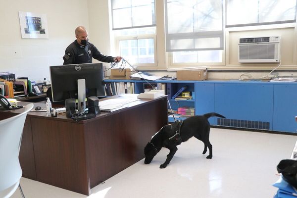 新冠肺炎警犬執勤中。（圖／翻攝自Bristol County Sheriff`s Office）