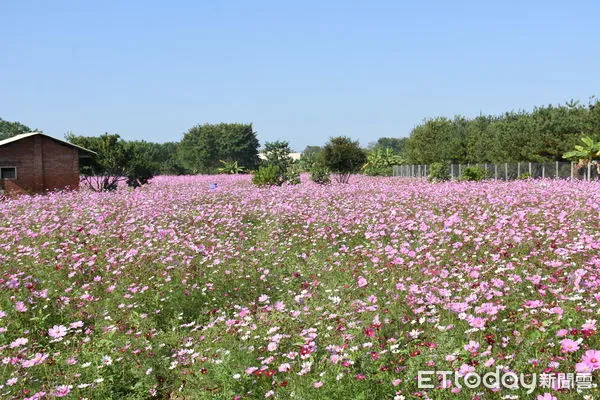 ▲林內鄉公所結合水利文物教育園區落羽松、三星路羅漢松千萬光廊及花田規劃雙松森友會探索林內美景秘境。（圖／記者蔡佩旻翻攝）