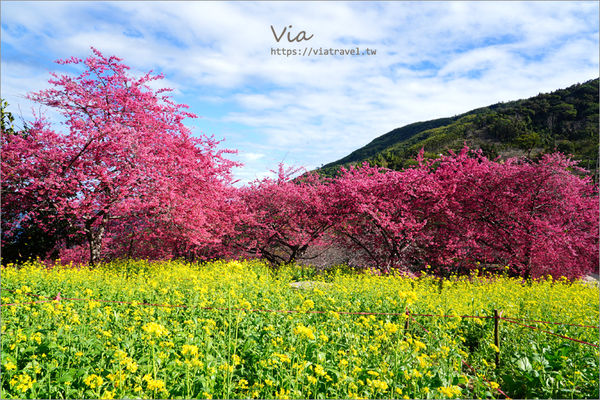 ▲▼阿本農場。（圖／跟著Via趣旅行～Part II授權提供，下同，請勿隨意翻攝以免侵權）