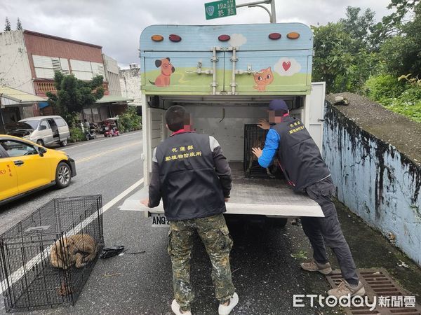 ▲▼員警協請飼養流浪狗婦人協助捕獲2隻傷人的流浪狗並送往防疫所安置。（圖／鳳林分局提供，下同）