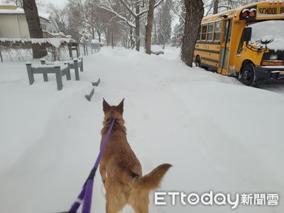 零下29度!台灣米克斯堅持出門「想找朋友玩」 全身光溜溜超勇猛