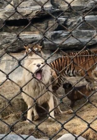 獅子老虎打架，狗媽媽下馬威。（圖／翻攝自微博）