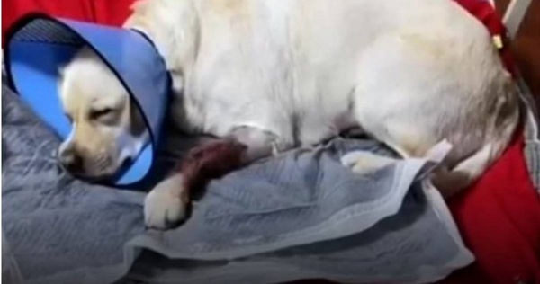導盲犬「普洱」骨折受傷。（圖／翻攝自澎湃新聞）