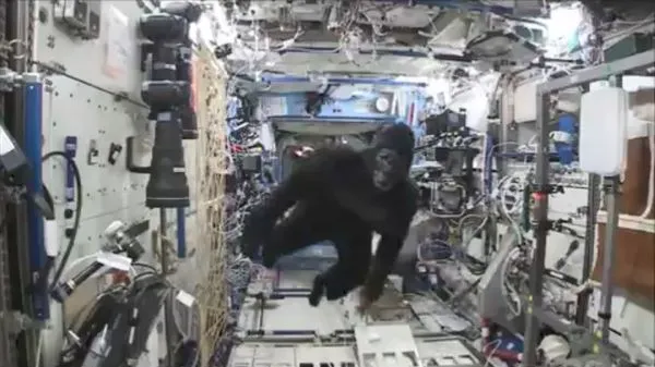 ▲▼外太空出現一隻被偷渡的「大猩猩」，在太空站狂追太空人。（圖／翻攝自推特／@Todd_Spence）