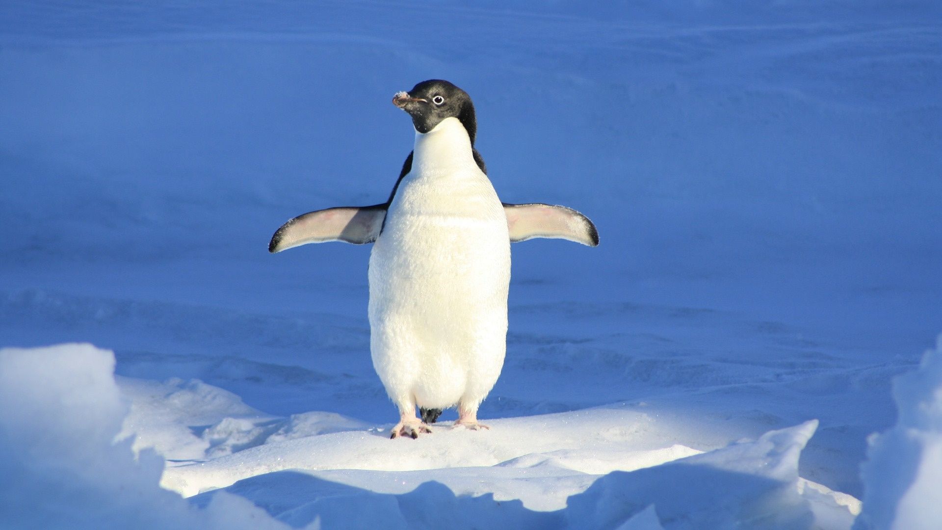 ▲▼企鵝,南極,極地。（圖／取自免費圖庫pixabay）