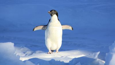 冰層突然裂兩半！　企鵝短腿狂奔「及時一跳」順利上岸