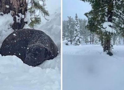 汪野火中失蹤4月後「雪地找回」 飼主迎聖誕奇蹟:以為見不到了