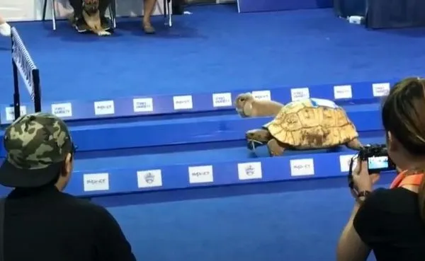 泰國寵物用品展覽上一場龜兔賽跑，讓現場尖叫聲不斷。（翻攝自バズ動画チャンネル YT頻道）