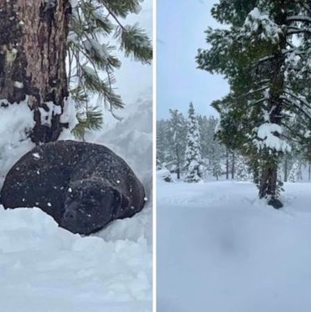 狗狗大火中走失，雪地裡找回。（圖／翻攝自Tahoe PAWS a Community Animal Response Team）