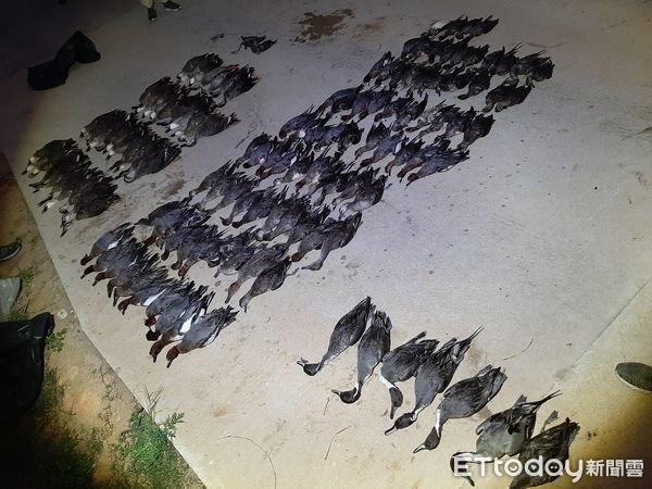 ▲金門農地大量鳥類死亡。（圖／記者林名揚攝）