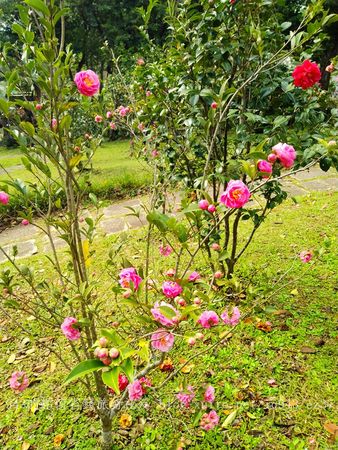 ▲▼台北茶花展「春花百韻」。（圖／943的超值省錢旅行秘笈）