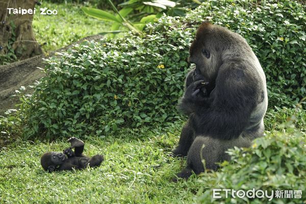 ▲▼媽媽太寵兒？金剛猩猩Ringo一走秒拉回。（圖／台北市立動物園授權提供）