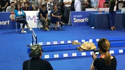 泰國實測「龜兔賽跑」童話　烏龜緩抵終點網驚：故事沒騙人！