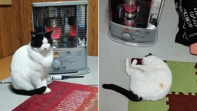 愛貓「呆躺暖爐前」兒子聞到燒焦味　她抓貓驚見：毛烤成橘色一塊