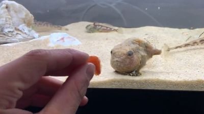 貪吃魚兒「魂被蝦米牽走」跟著游　30秒片網被圈粉：第一次覺得魚可愛