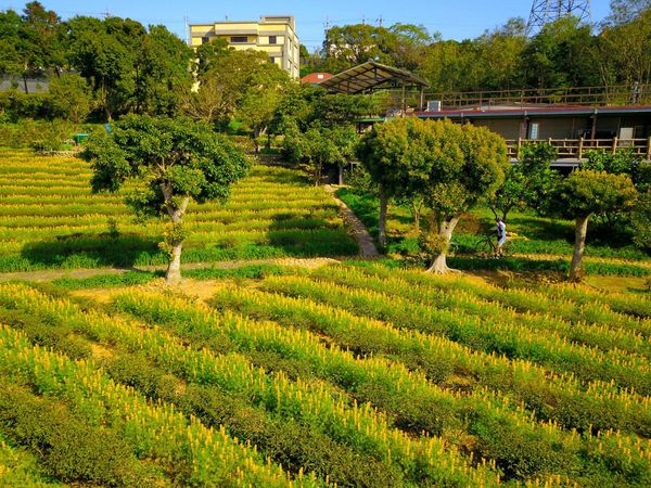 ▲桃園春節走春「6步道路線」,虎頭山公園,羊稠森林步道,秀才登山步道,拉拉山神木,奧爾森林學堂樹屋,大北坑,百吉林蔭步道。（圖／桃園市觀旅局提供）