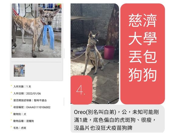 ▲學生遭咬！慈濟大學送4校內犬進收容所　庶務組證實：有傷人紀錄。（圖／翻攝自Facebook／動保法律互助）