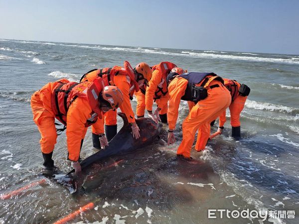 ▲台南海巡人員在台南王爺港沙洲，搶救保育類擱淺的「糙齒海豚」，並協助送四草鯨豚搶救站照料，希望日後能順利野放。（圖／記者林悅翻攝，下同）