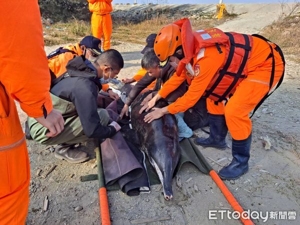 ▲台南海巡人員在台南王爺港沙洲，搶救保育類擱淺的「糙齒海豚」，並協助送四草鯨豚搶救站照料，希望日後能順利野放。（圖／記者林悅翻攝，下同）