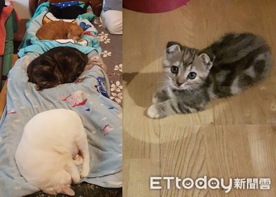 回房見「4條土司佔半張床」苦惱:要先燉哪隻? 趣味照藏洋蔥