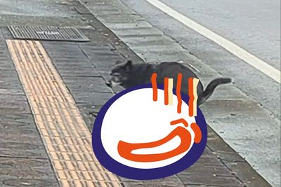 遠看浪汪走超急！「終於找到綠草」趕快蹲下　網笑：有品的小狗