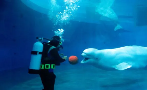 ▲海洋生物博物館「專任助理」月薪12萬引討論             。（圖／取自海生館臉書，下同）