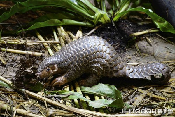 ▲▼穿山甲欸！化身「建築師」挖洞開趴。（圖／臺北市立動物園授權提供）