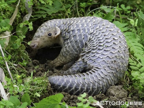 ▲▼穿山甲欸！化身「建築師」挖洞開趴。（圖／臺北市立動物園授權提供）