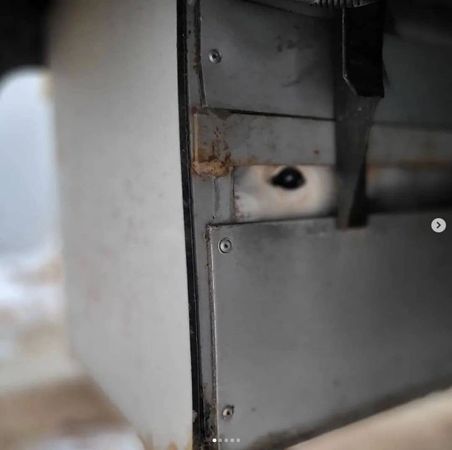 ▲▼南韓一隻白色珍島犬從小生活在卡車下方的鐵箱內。（圖／翻攝自IG／care_korea_official）