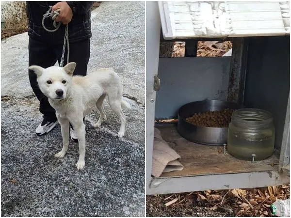 ▲▼南韓一隻白色珍島犬從小生活在卡車下方的鐵箱內。（圖／翻攝自IG／care_korea_official）