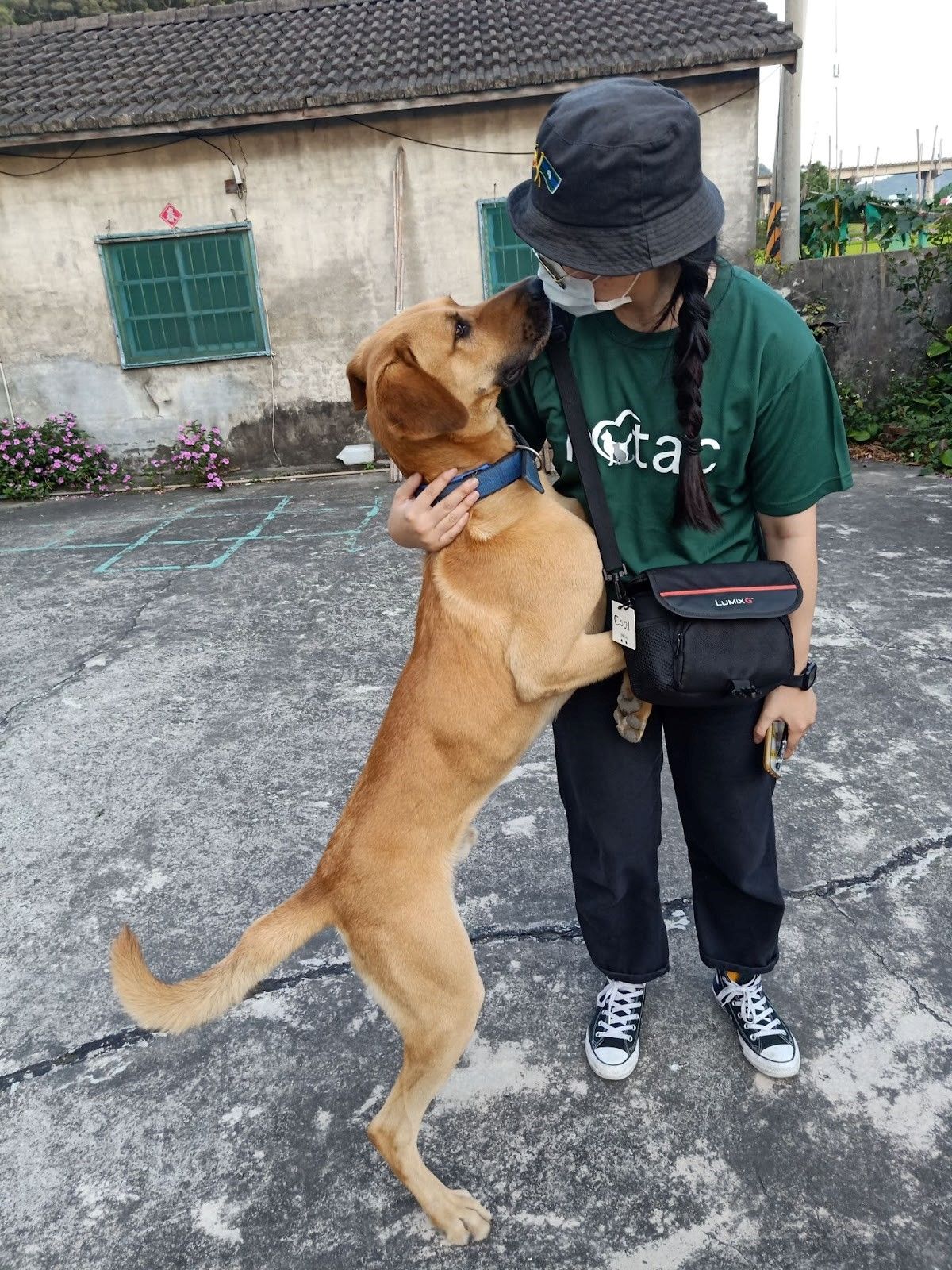 ▲▼ 流浪狗狗  。（圖／ 台灣之心愛護動物協會提供）