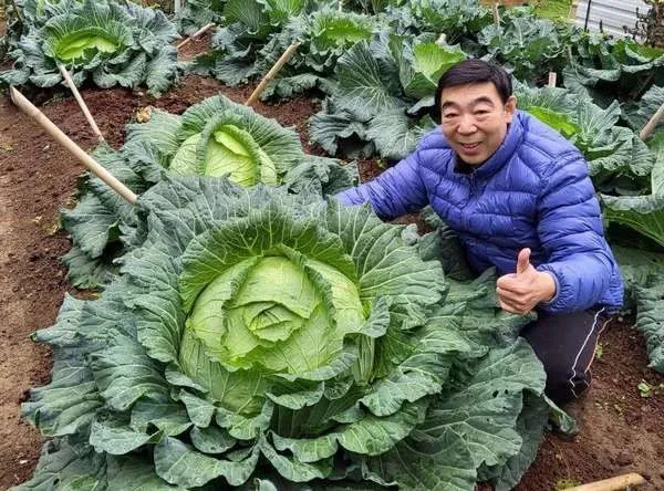 ▲桃園市議員李家興分享手種35台斤大菜。（圖／翻攝李家興臉書）