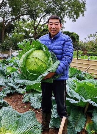 ▲桃園市議員李家興分享手種35台斤大菜。（圖／翻攝李家興臉書）