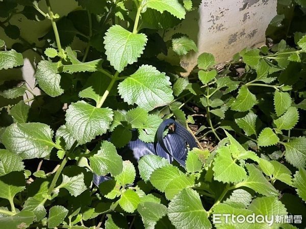 ▲警方在草叢中找到棄置的背包。（圖／桃園警分局提供）