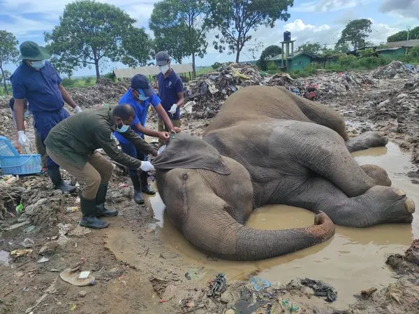▲8年逾20隻大象「食用塑膠垃圾致死」　棲息地遭掠奪難生存。（圖／翻攝自Facebook／Nihal Pushpakumara）