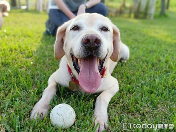 退役海關犬法蘭克。（圖／飼主陳舜智提供）