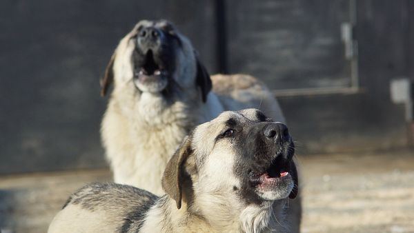 安納托利亞牧羊犬。（圖／取自CC0圖庫）