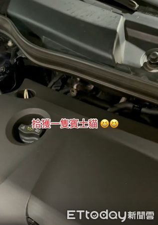 賓士車裡頭撈出賓士貓。（圖／飼主李喬安提供）