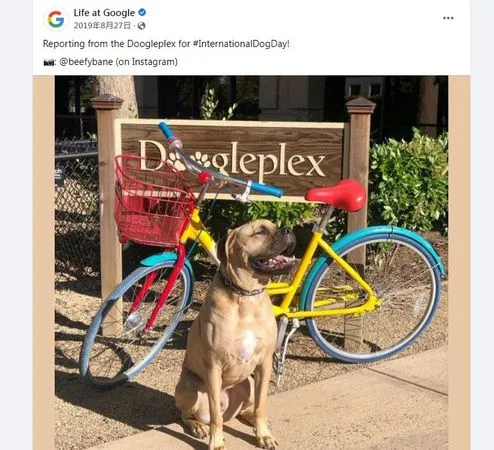 ▲Google員工養的狗也有公司資源挹注，相當好命；Google指出，牠們對維護員工心理健康貢獻卓越。（圖／翻攝自Life at Google推特）